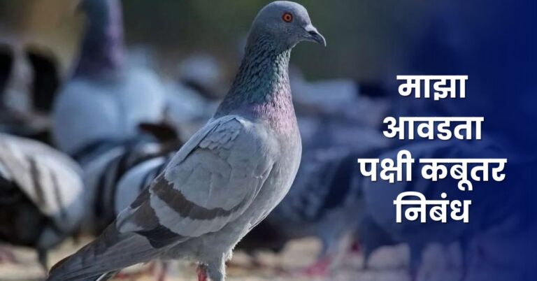 My Favourite Bird Pigeon Essay in Marathi: माझा आवडता पक्षी कबूतर निबंध मराठी